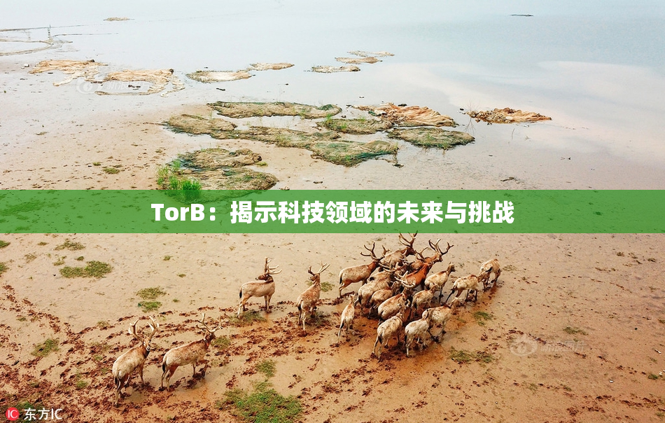 TorB：揭示科技领域的未来与挑战