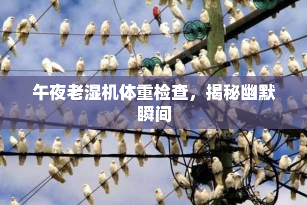 午夜老湿机体重检查，揭秘幽默瞬间