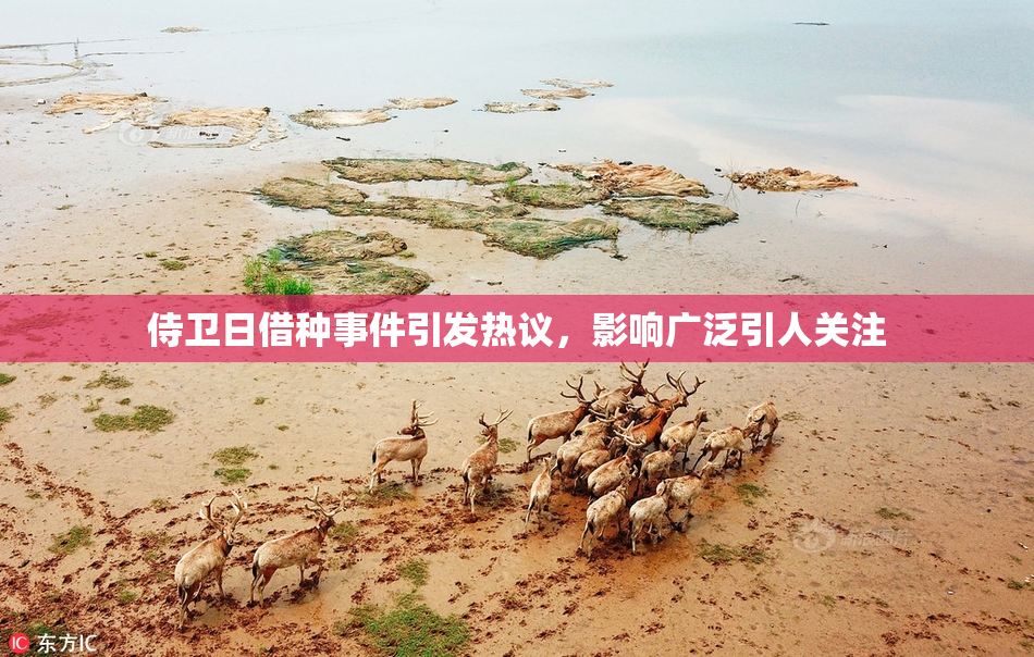 侍卫日借种事件引发热议，影响广泛引人关注