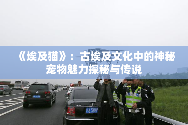 《埃及猫》：古埃及文化中的神秘宠物魅力探秘与传说