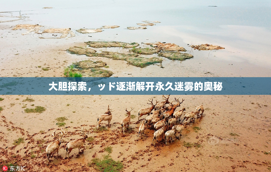 大胆探索，ッド逐渐解开永久迷雾的奥秘
