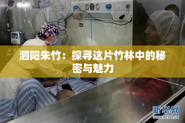 泗阳朱竹：探寻这片竹林中的秘密与魅力