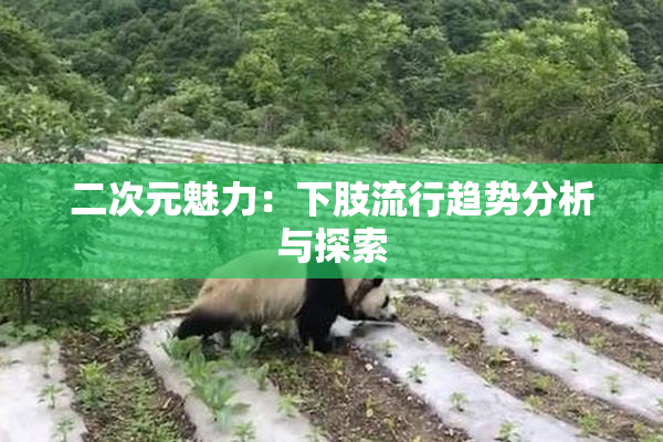 二次元魅力：下肢流行趋势分析与探索