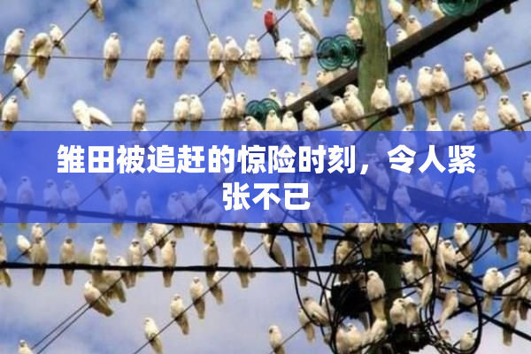 雏田被追赶的惊险时刻，令人紧张不已
