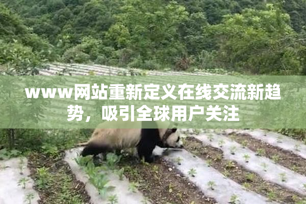 www网站重新定义在线交流新趋势，吸引全球用户关注