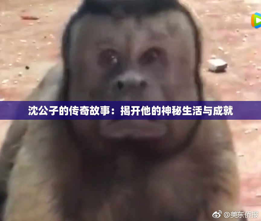 沈公子的传奇故事：揭开他的神秘生活与成就