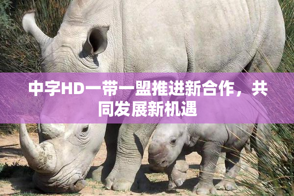中字HD一带一盟推进新合作，共同发展新机遇