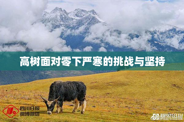 高树面对零下严寒的挑战与坚持