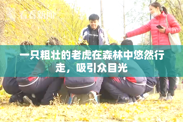 一只粗壮的老虎在森林中悠然行走，吸引众目光