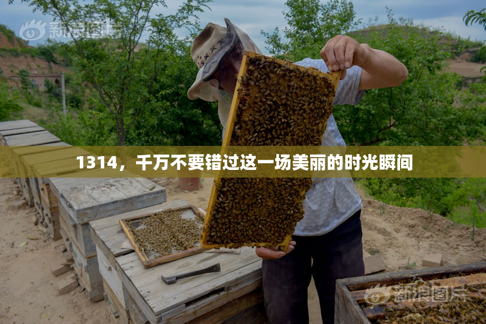 1314，千万不要错过这一场美丽的时光瞬间