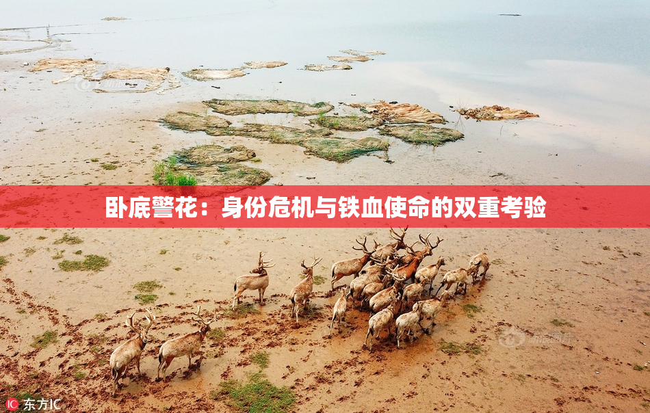 卧底警花：身份危机与铁血使命的双重考验