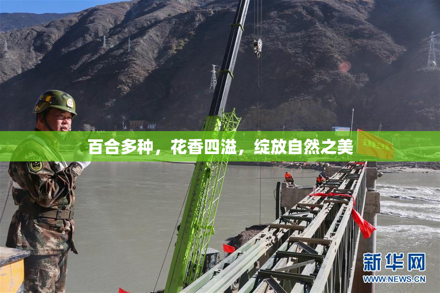 百合多种，花香四溢，绽放自然之美