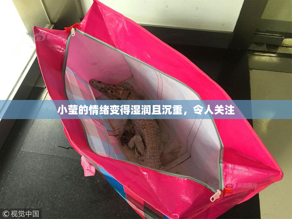 小莹的情绪变得湿润且沉重，令人关注