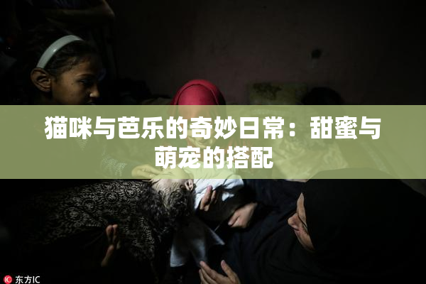 猫咪与芭乐的奇妙日常：甜蜜与萌宠的搭配