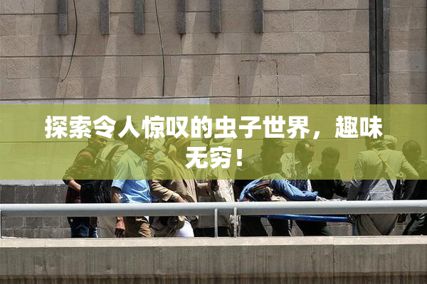 探索令人惊叹的虫子世界，趣味无穷！