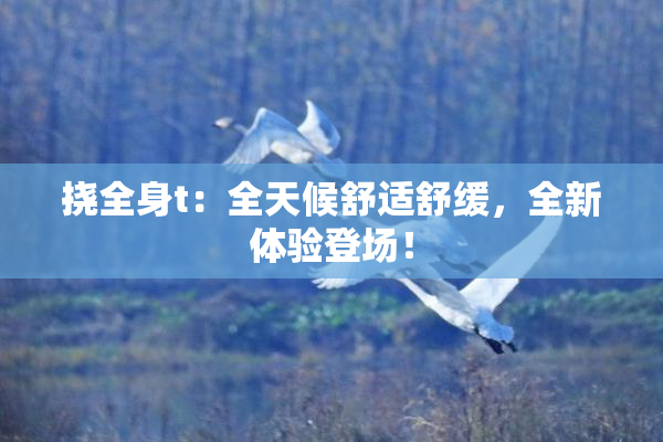 挠全身t：全天候舒适舒缓，全新体验登场！