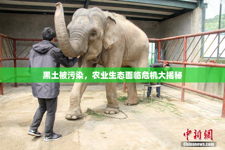 黑土被污染，农业生态面临危机大揭秘