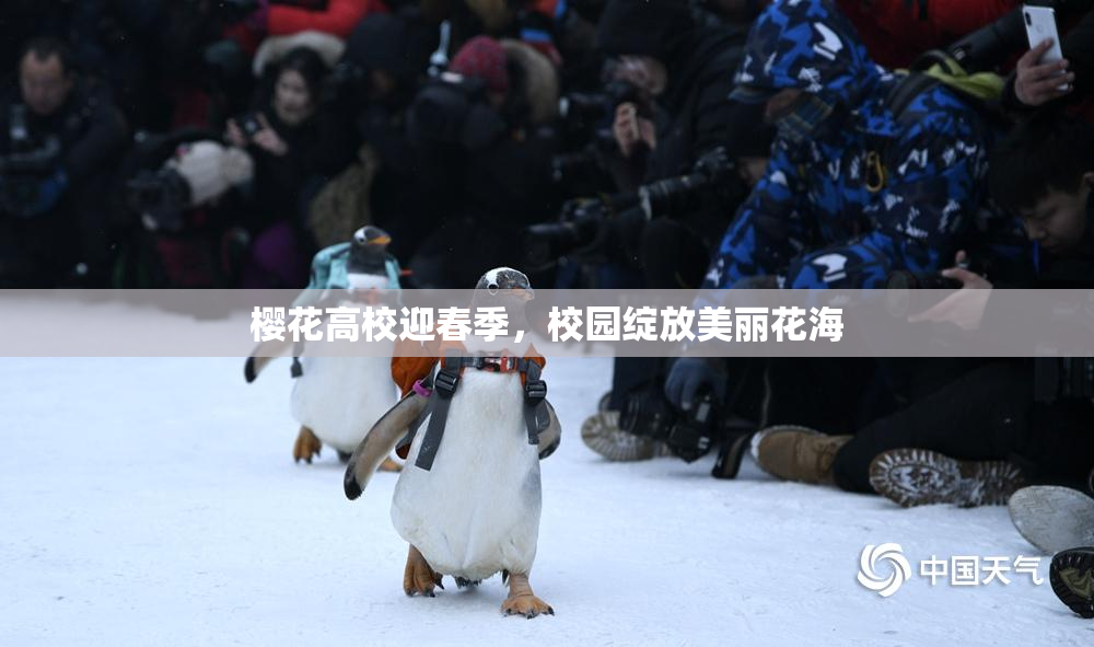 樱花高校迎春季，校园绽放美丽花海
