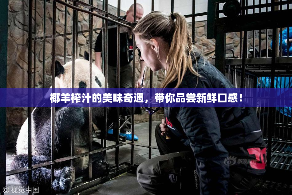 椰羊榨汁的美味奇遇，带你品尝新鲜口感！