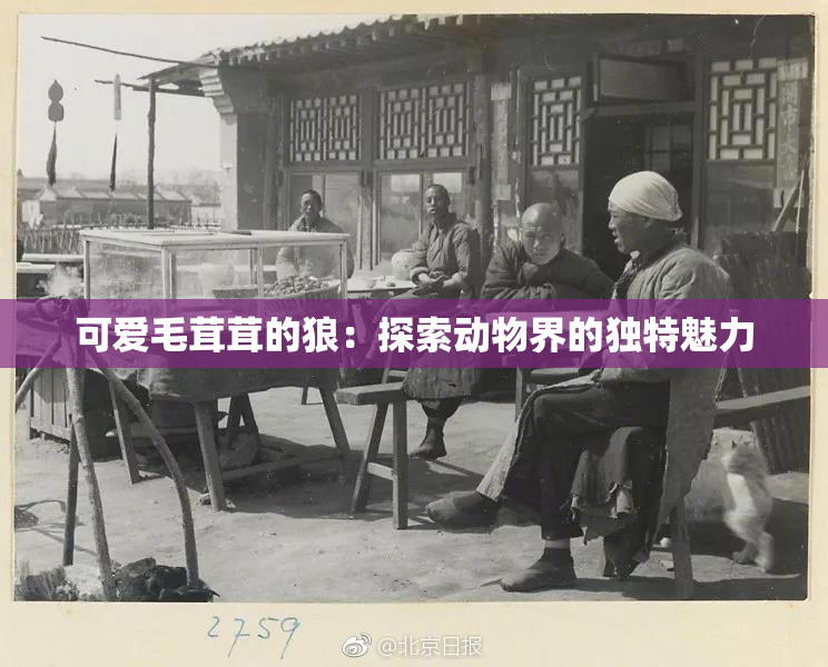 可爱毛茸茸的狼：探索动物界的独特魅力