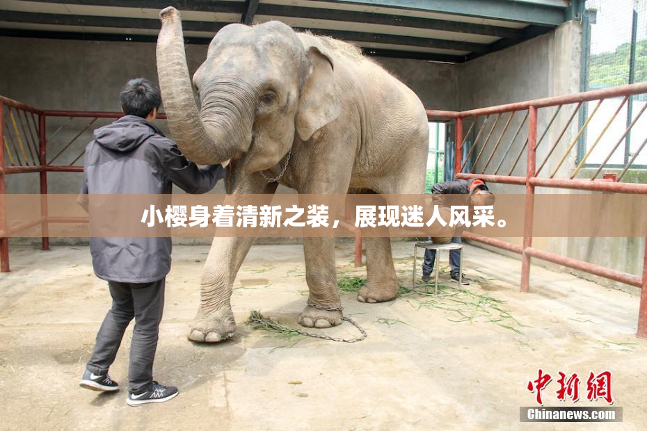 小樱身着清新之装，展现迷人风采。