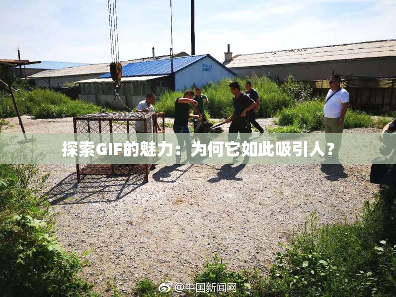 探索GIF的魅力：为何它如此吸引人？