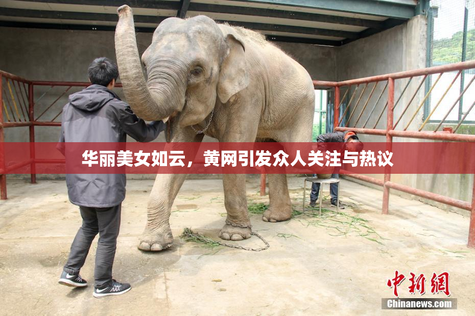 华丽美女如云，黄网引发众人关注与热议
