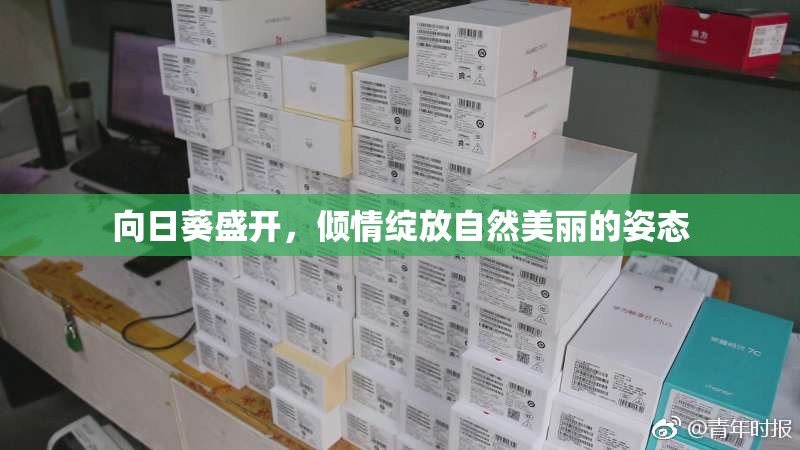 向日葵盛开，倾情绽放自然美丽的姿态