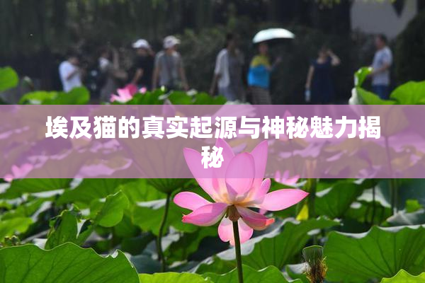 埃及猫的真实起源与神秘魅力揭秘