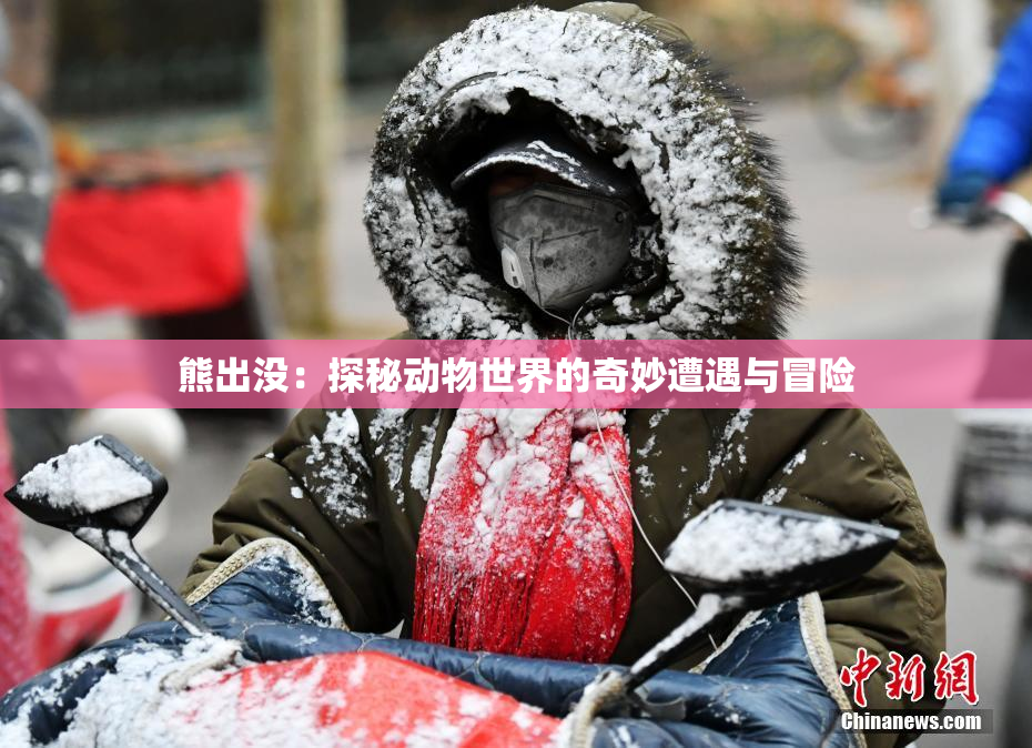 熊出没：探秘动物世界的奇妙遭遇与冒险