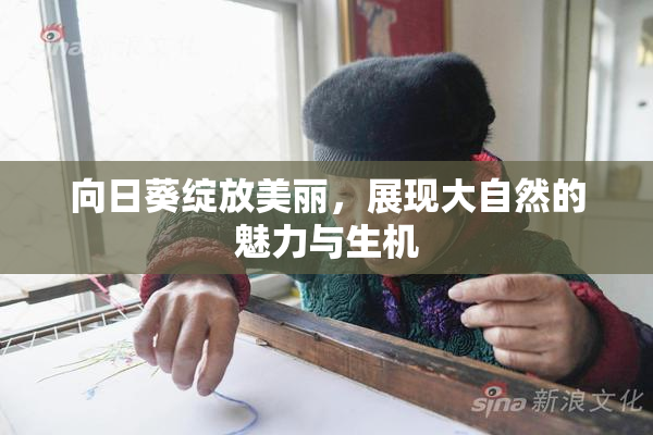 向日葵绽放美丽，展现大自然的魅力与生机