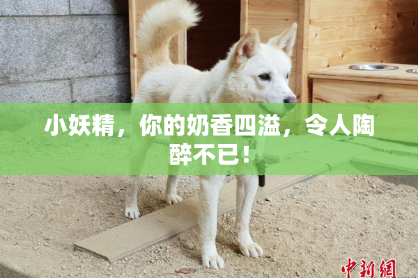 小妖精，你的奶香四溢，令人陶醉不已！
