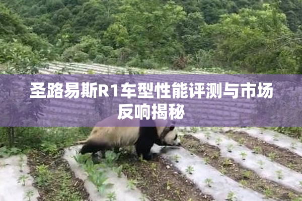 圣路易斯R1车型性能评测与市场反响揭秘
