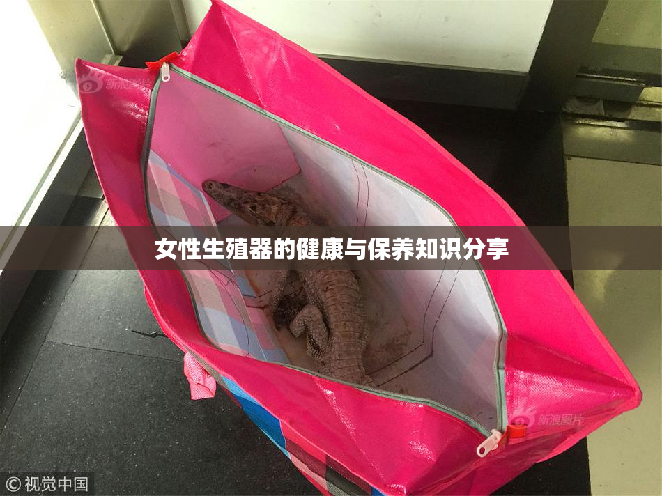 女性生殖器的健康与保养知识分享