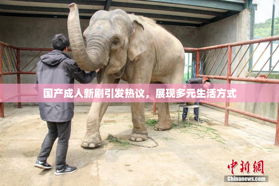 国产成人新剧引发热议，展现多元生活方式
