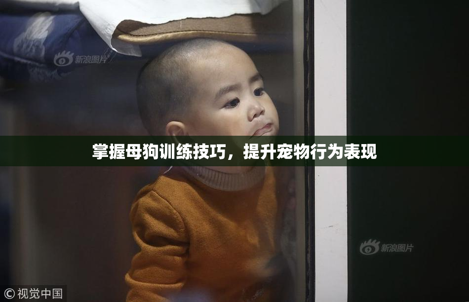 掌握母狗训练技巧，提升宠物行为表现