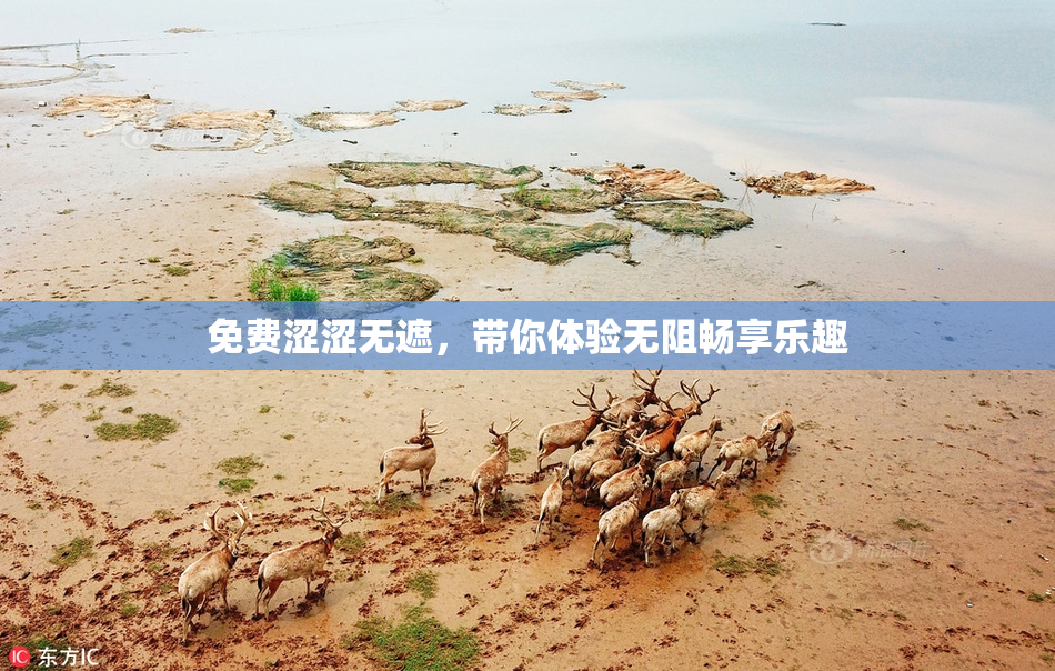 免费涩涩无遮，带你体验无阻畅享乐趣