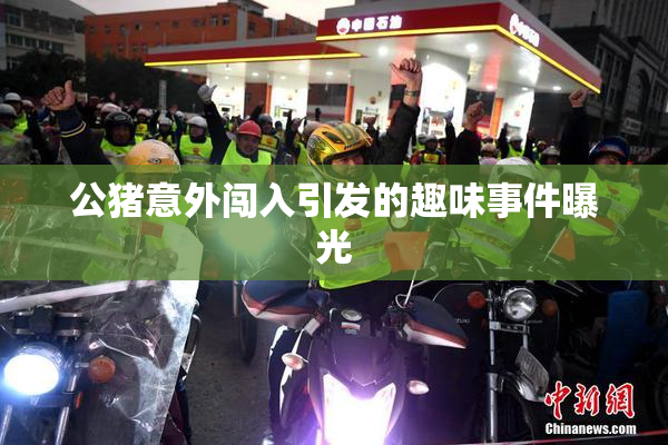 公猪意外闯入引发的趣味事件曝光