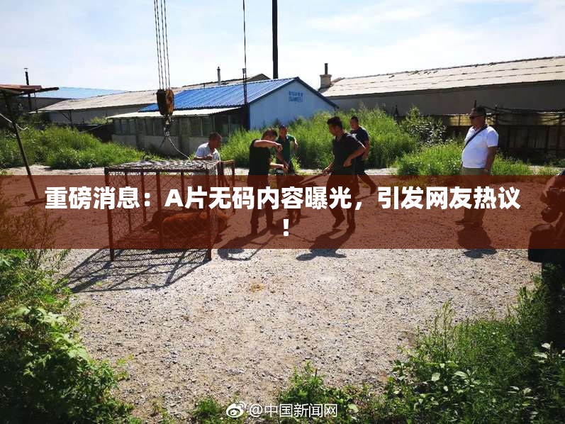 重磅消息：A片无码内容曝光，引发网友热议！