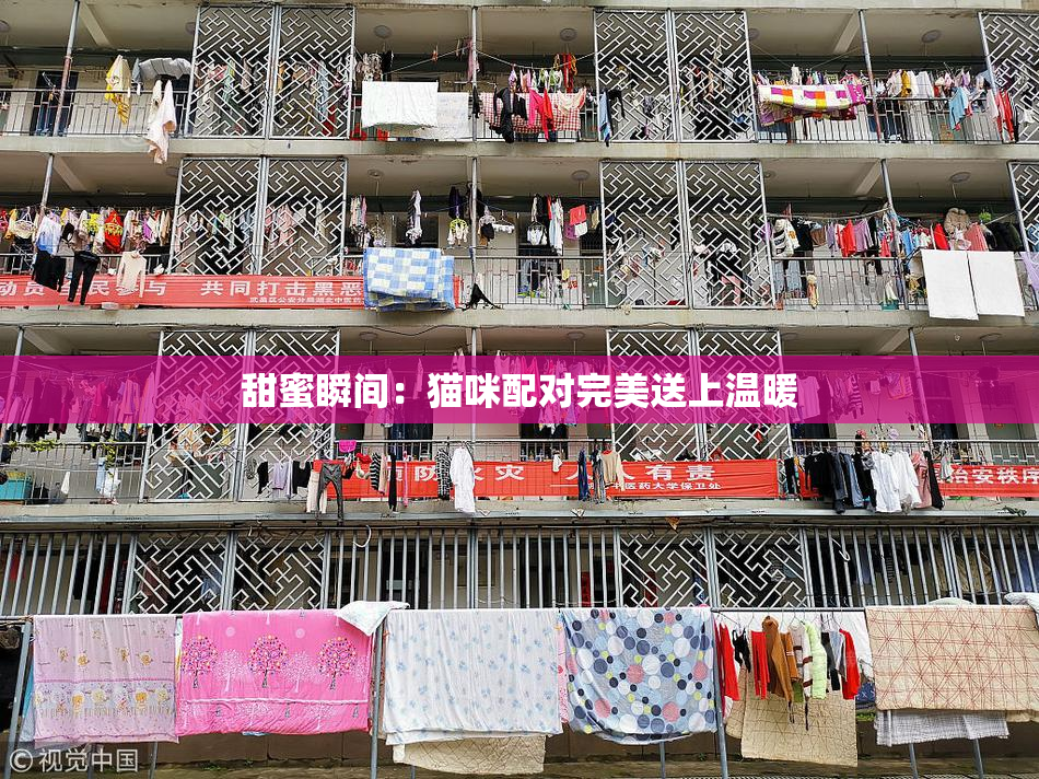 甜蜜瞬间：猫咪配对完美送上温暖