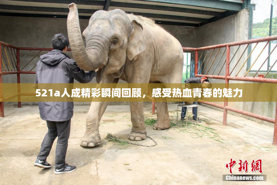 521a人成精彩瞬间回顾，感受热血青春的魅力