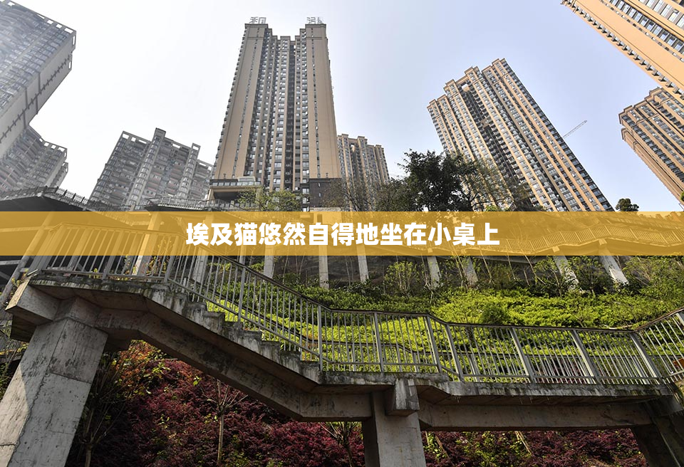 埃及猫悠然自得地坐在小桌上