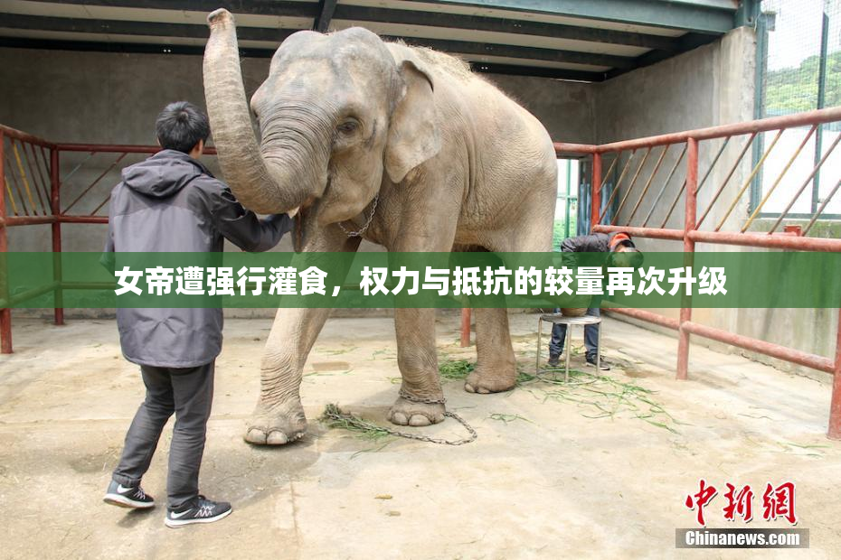 女帝遭强行灌食，权力与抵抗的较量再次升级