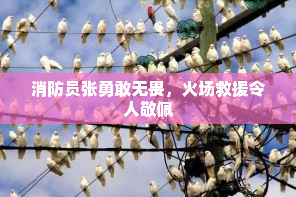 消防员张勇敢无畏，火场救援令人敬佩