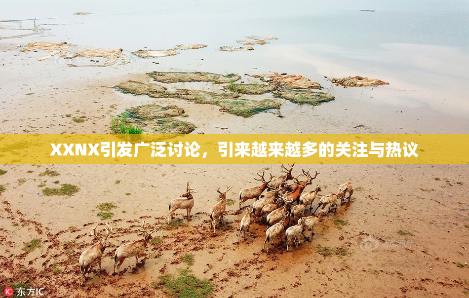 XXNX引发广泛讨论，引来越来越多的关注与热议