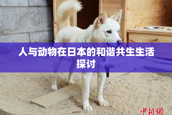 人与动物在日本的和谐共生生活探讨