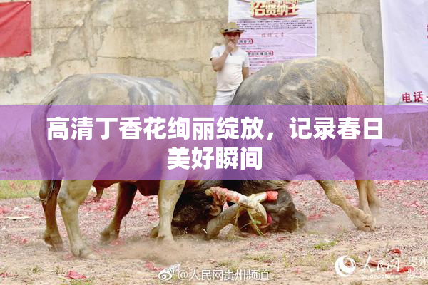 高清丁香花绚丽绽放，记录春日美好瞬间