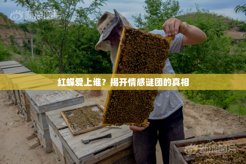 红蝶爱上谁？揭开情感谜团的真相