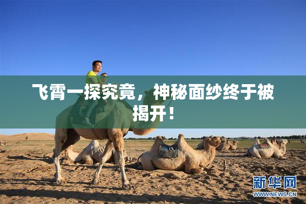 飞霄一探究竟，神秘面纱终于被揭开！