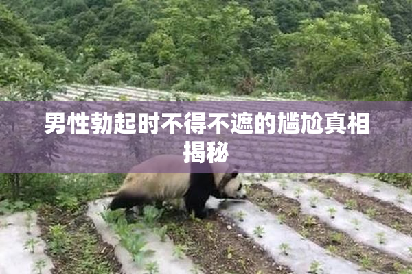 男性勃起时不得不遮的尴尬真相揭秘